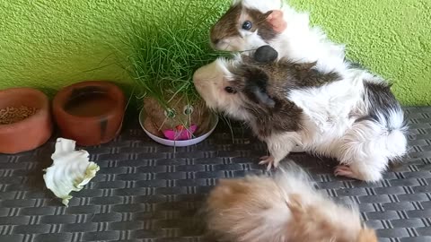 Love Pet