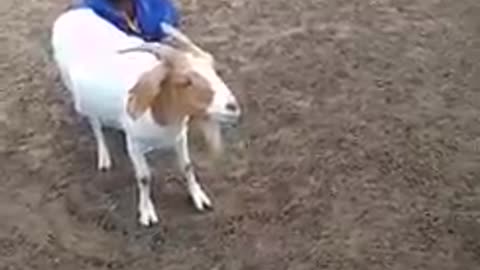 Boy milking goat Arica