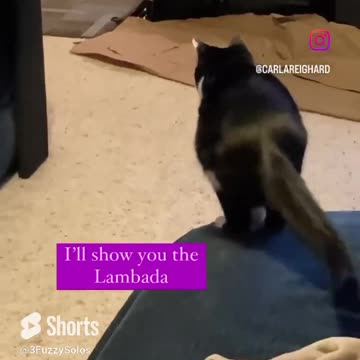 Leia doing the Lambada — shake, shake, attack #CatLambada #CatShort