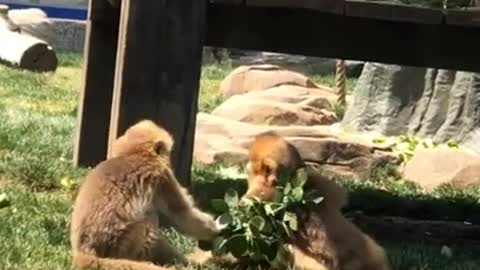 wow Poor monkey baby 😍 Cute monkeys baby acting like humans #shorts