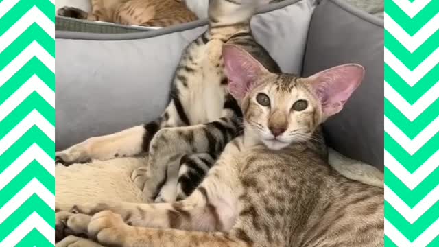 Cute cats