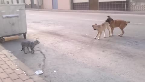 Angry Cats Vs Dogs Funny Compilation Video Ever| cats and dog Fight - FunnyLoops