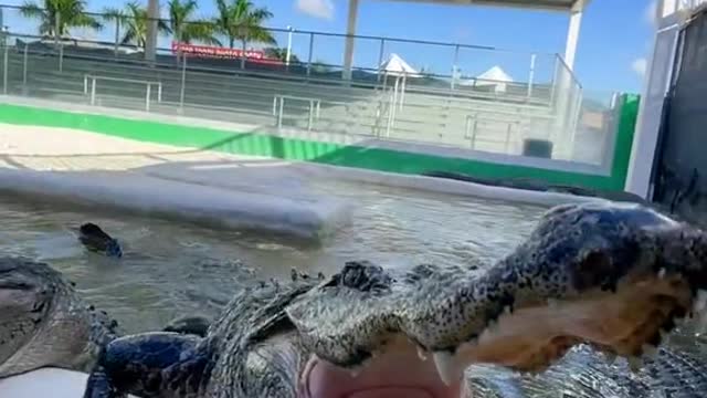 The trainer fed the crocodile