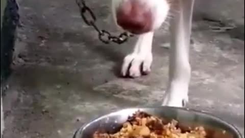 How Filipino Dogs Eat