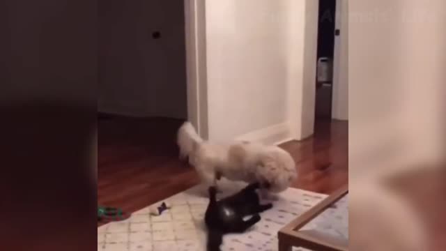 //022// and Funny Dog Cat Animal Videos. lovely baby cat... Baby Dogs...//001//