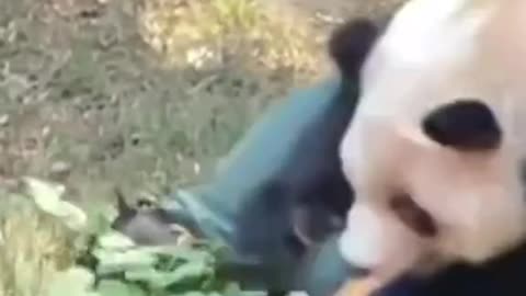 Crazed Panda Attacks Zookeeper: Shocking Encounter