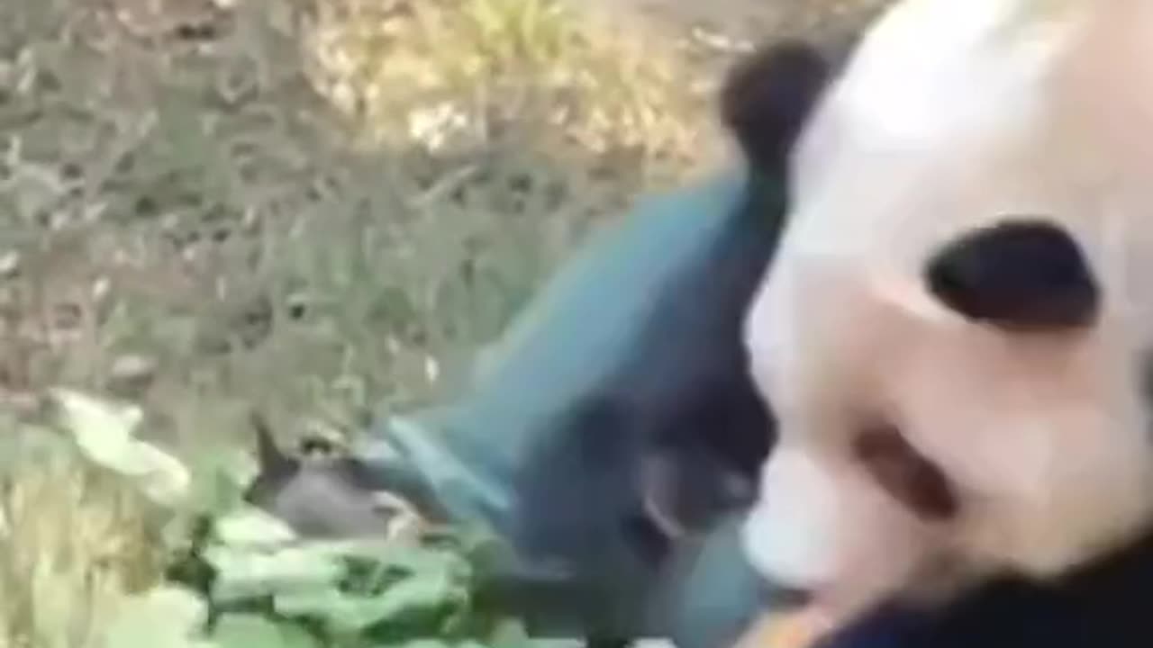 Crazed Panda Attacks Zookeeper: Shocking Encounter