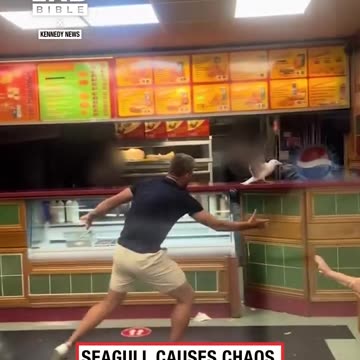 Lad grabs seagull in shop