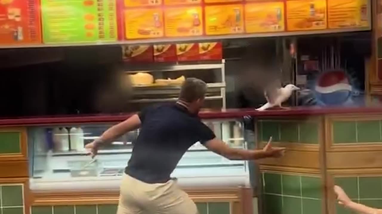 Lad grabs seagull in shop