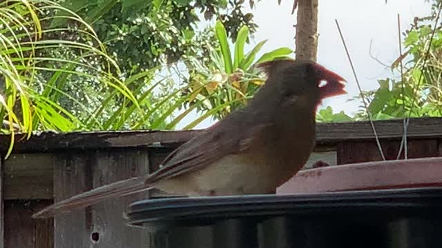 #Back Yard Birds Hawai’i Chirpy Girl back again