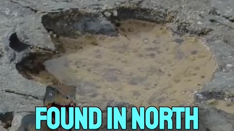 How Old Are These Mysterious Dinosaur Footprints in America? #america #facts #trending #factsdaily