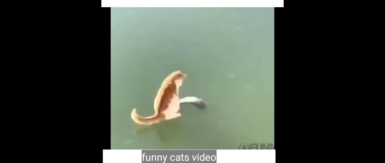 Cat catching fish on frozen pond