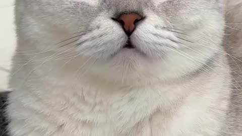 Funny cat video