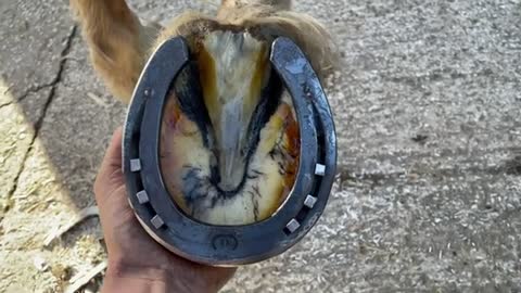 Horse hoof restoration- satisfying