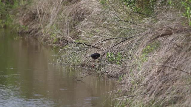 A Bittern nearly falls into water while fishing