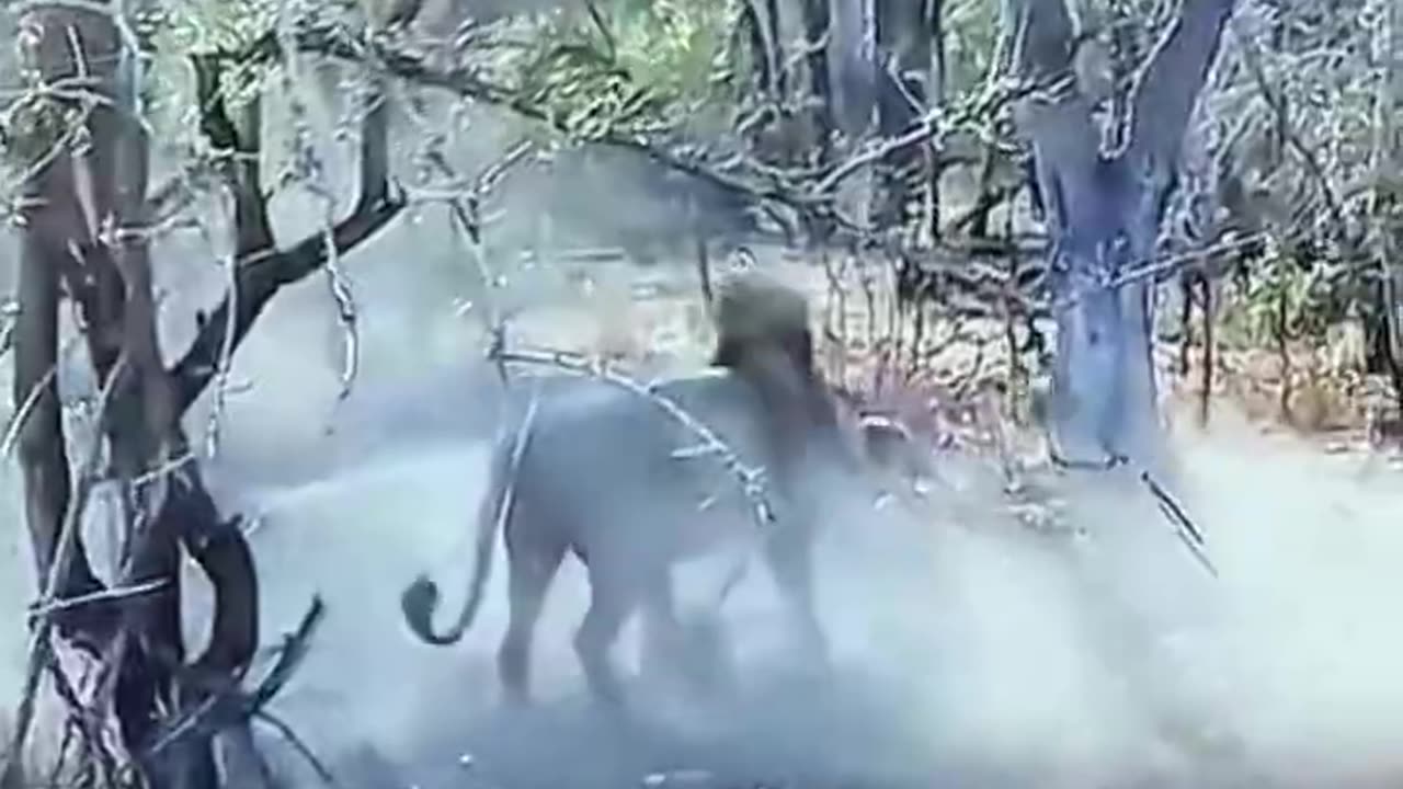 #lion attacks wild dog #wild animals #wildlife #shorts