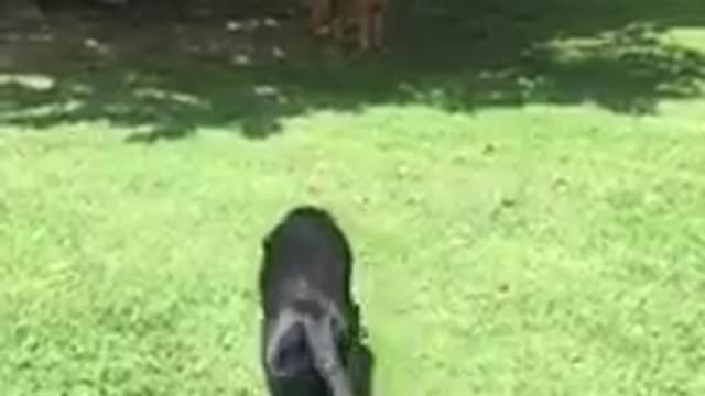 German Shepherd scares Black Lab in hilarious way and his reaction is priceless