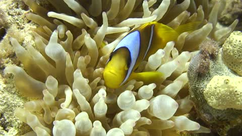 Coral tropical fish