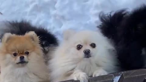 Funny dog video