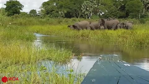 baby elephant saved from crocodile