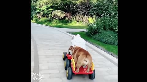 CUTE PETS SERIES: TWO DOGS DRIVE TOY CAR SO COOL