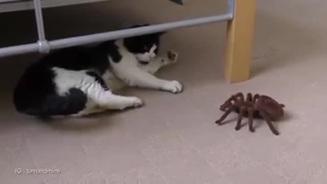 Cat and Spider are playing with each other