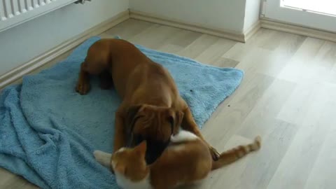 dog playing with cat