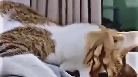 funny animal videos of the day0001