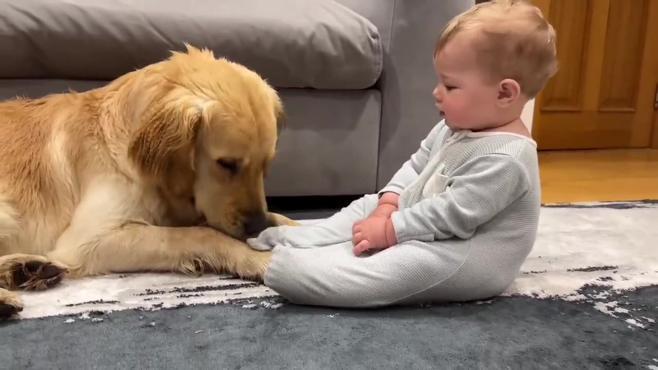 Golden Retriever Pup Makes Baby Cry But Says Sorry_ (Cutest Ever__)(720P_HD)