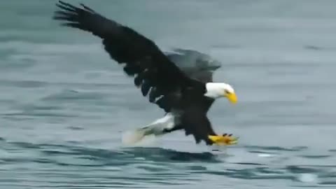 Flying eagle on the hunt