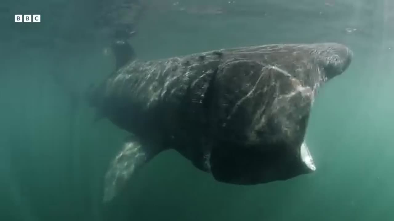 Where Do These Ocean Giants Disappear To North Atlantic The Dark Ocean 4K UHD BBC Earth_360P