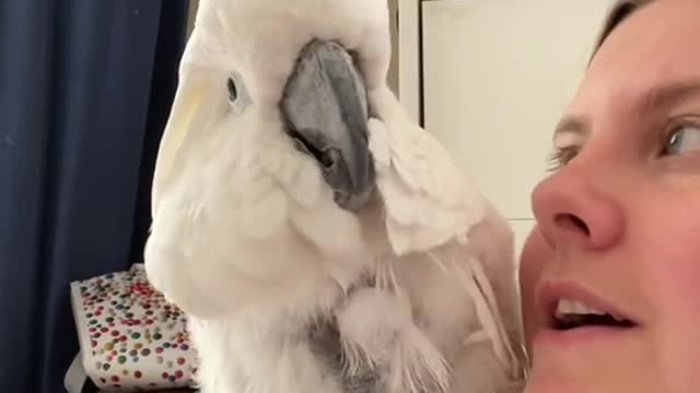 singing dumbfounded
