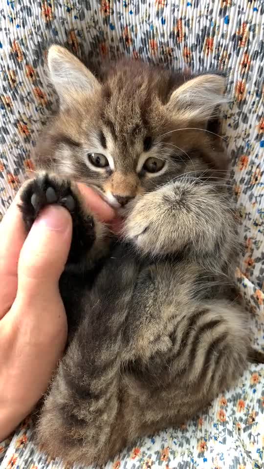A Person Massaging the Paws of a Kitten ·