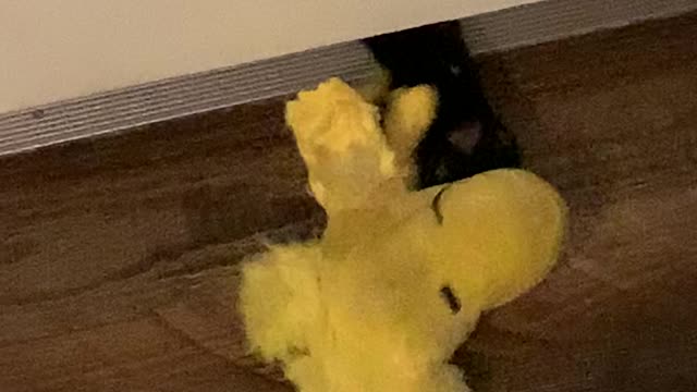 Cat playing with Tweety Bird