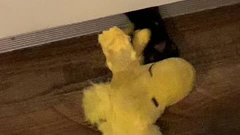 Cat playing with Tweety Bird