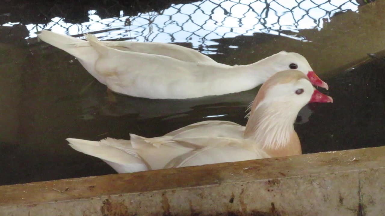 Blue silkie pullets (5)