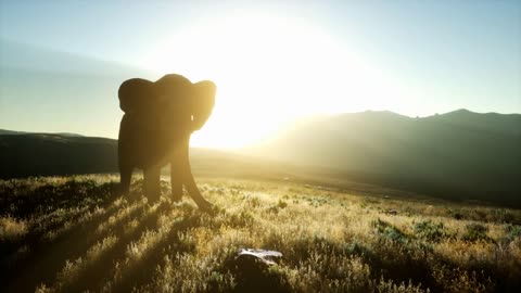 old african elephant walking in savannah against sunset