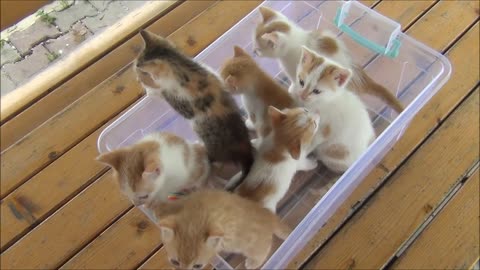 Kittens meowing (too much cuteness) - All talking