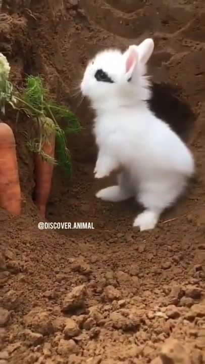 very cute bunnies ... cotton ball