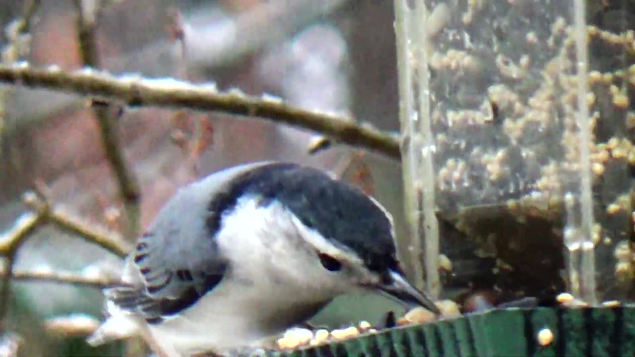 Nuthatch