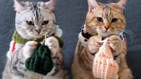 Funny cats short video 🤣🤣🤣🤣