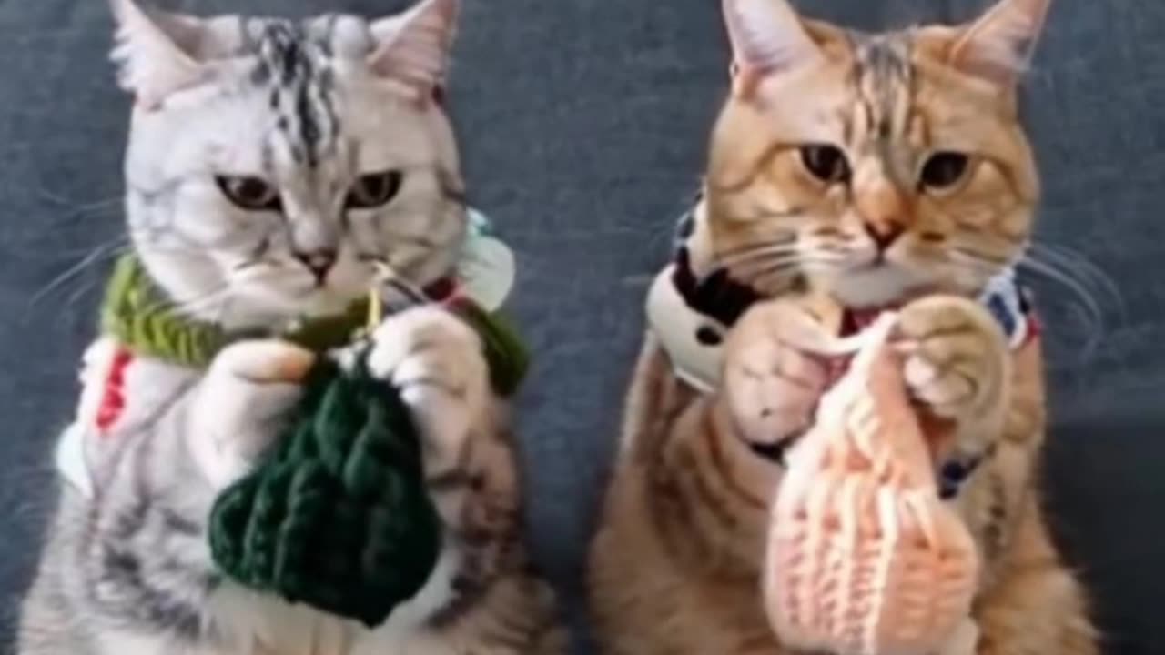 Funny cats short video 🤣🤣🤣🤣