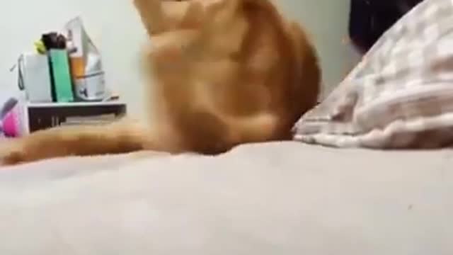 Cats - Baby cats - funny and fluffy (138) / Gatos - Filhotes - engraçados e fofos (138) #shorts