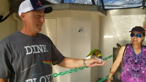 Lorikeet Bird Feeding