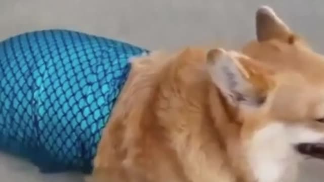 a mermaid dog - try not to fall in love