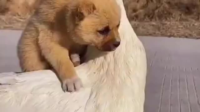 Little puppy and ducks love among two pet animal.