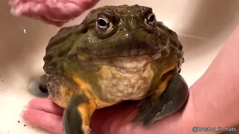 Here's a really really big bullfrog