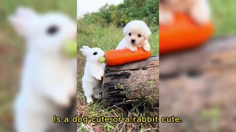 Is a dog cute or a rabbit cute.