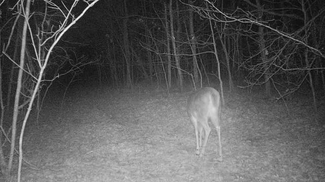 Doe on logging road