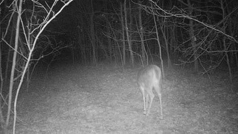 Doe on logging road